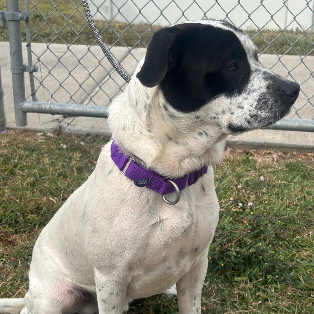 Otto, a Adoptable mixed breed in League City, TX image 2/5