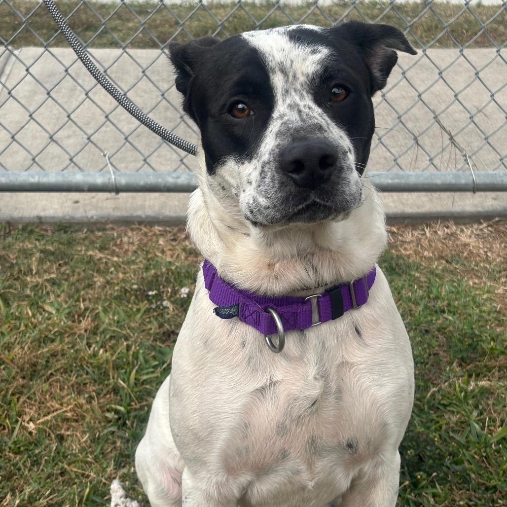 Otto, a Adoptable mixed breed in League City, TX image 3/5