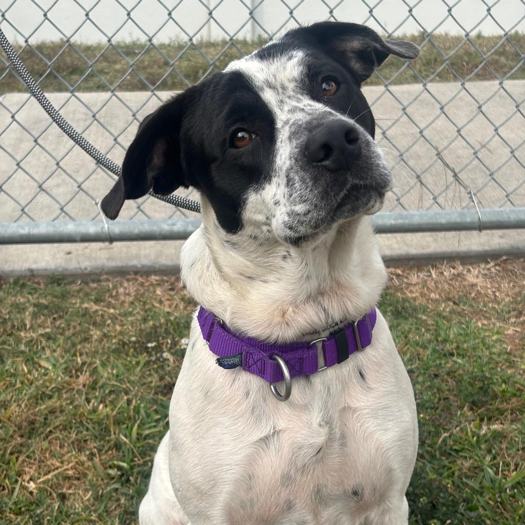 Otto, a Adoptable mixed breed in League City, TX image 4/5