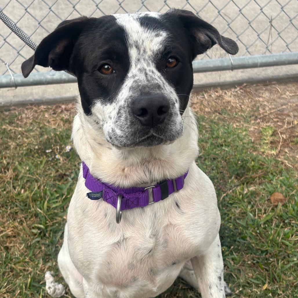 Otto, a Adoptable mixed breed in League City, TX image 5/5