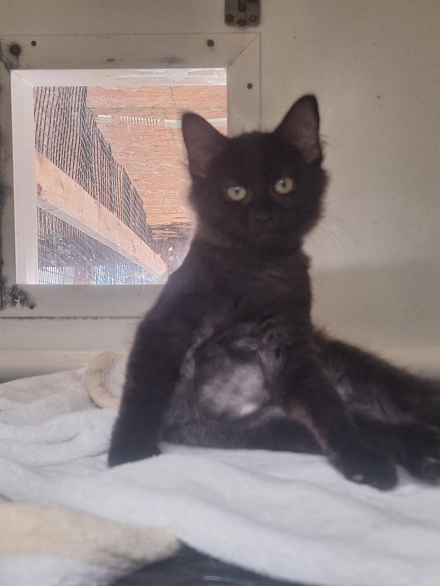 Enlarge Kona, a ADOPTABLE Domestic Long Hair in Chappell, NE image 2/2
