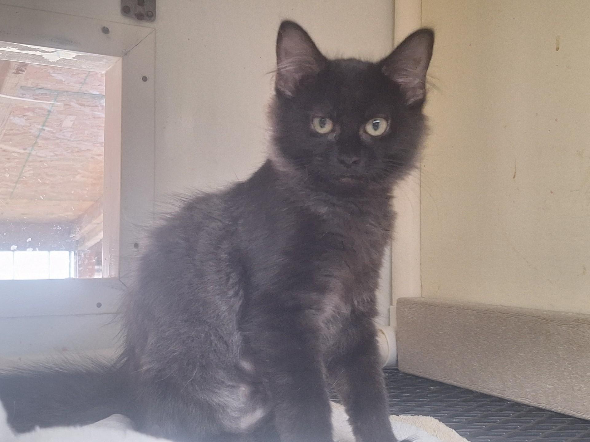 Enlarge Kona, a ADOPTABLE Domestic Long Hair in Chappell, NE image 1/2