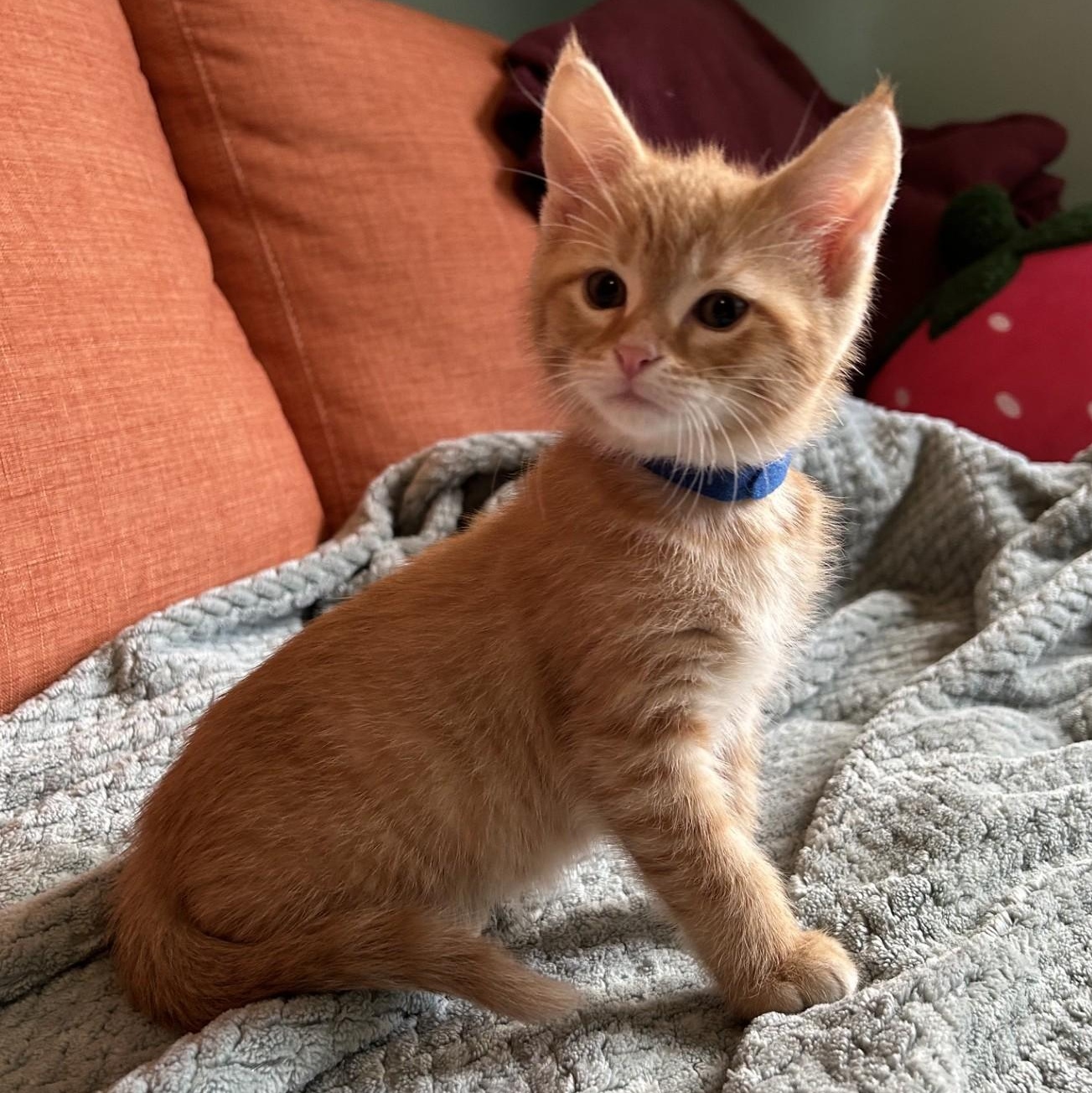 Pablo, adopted, Kitten Male Domestic Short Hair.