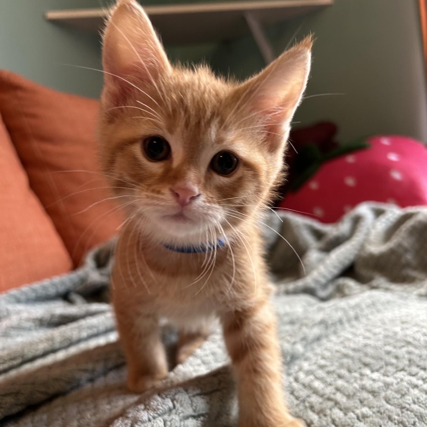 Pablo, an adopted Domestic Short Hair in Waterloo, IA image 4/4