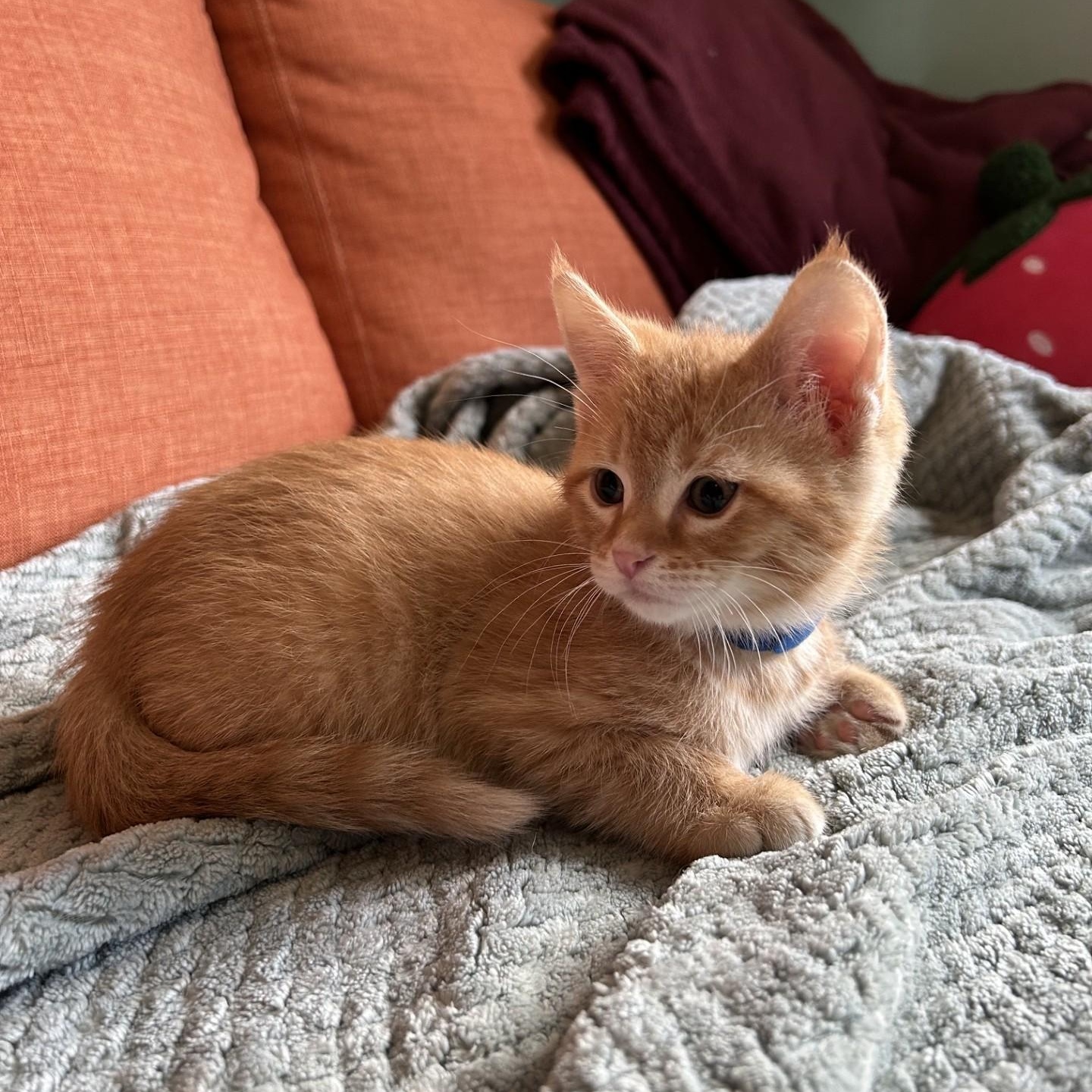 Pablo, an adopted Domestic Short Hair in Waterloo, IA image 2/4