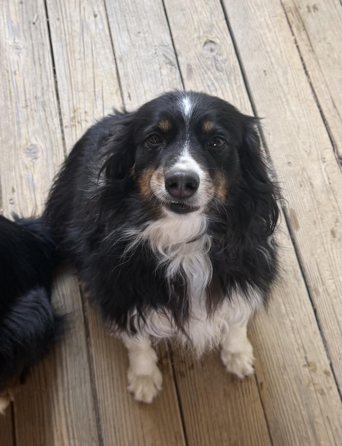 Sadie, ADOPTABLE, Adult Female Australian Shepherd.