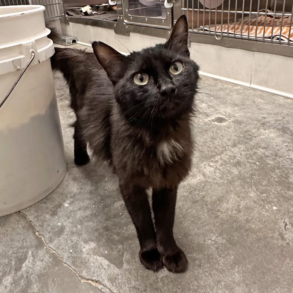 Beauty, Adoptable, Young Female Domestic Medium Hair.