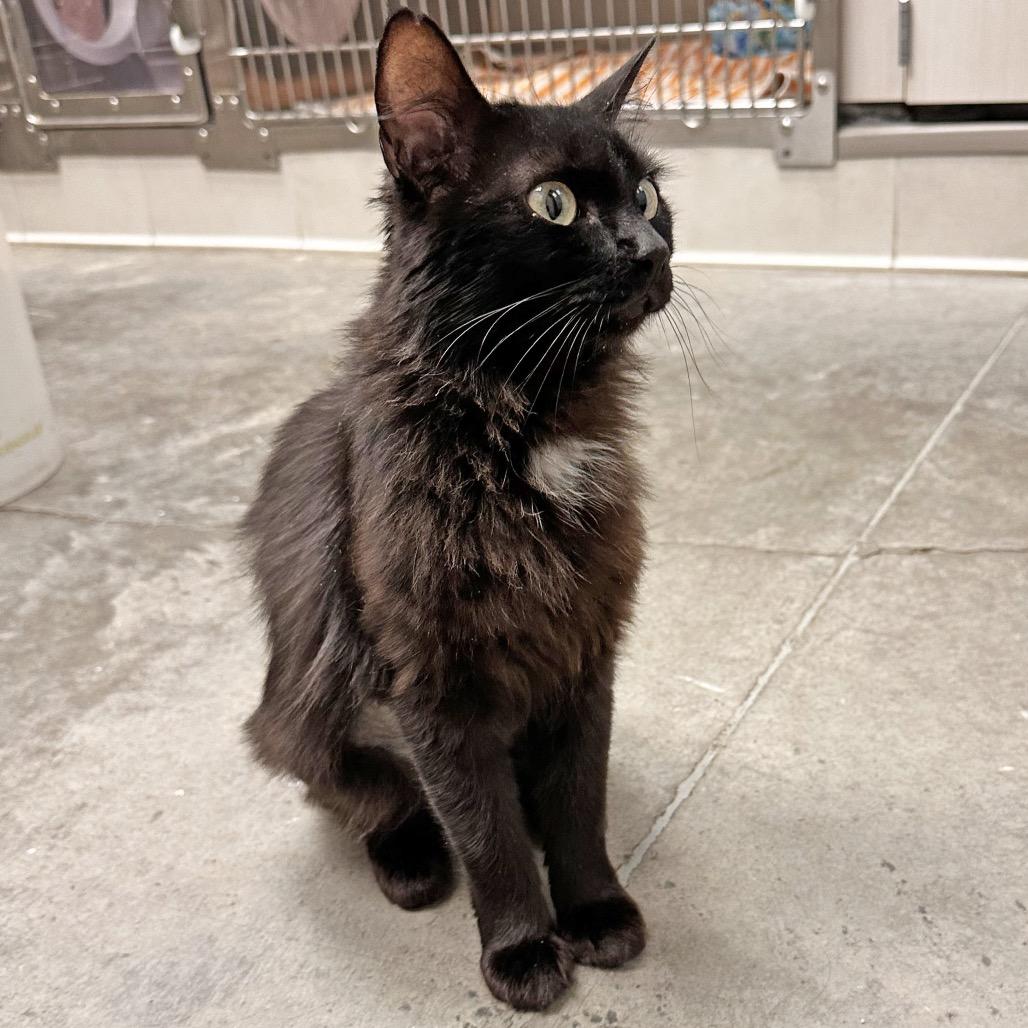 Enlarge Beauty, a Adoptable Domestic Medium Hair in Hailey, ID image 2/3