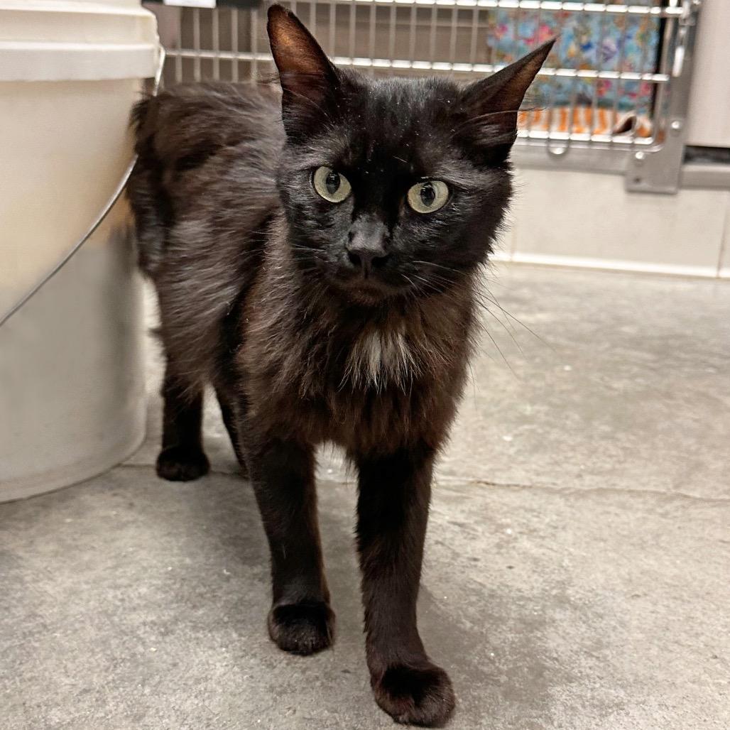 Enlarge Beauty, a Adoptable Domestic Medium Hair in Hailey, ID image 3/3