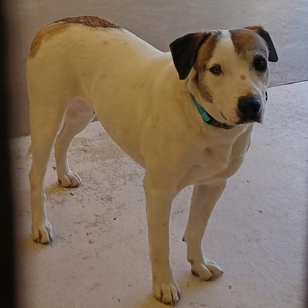 Hensley, Adoptable, Adult Female Beagle & Coonhound.