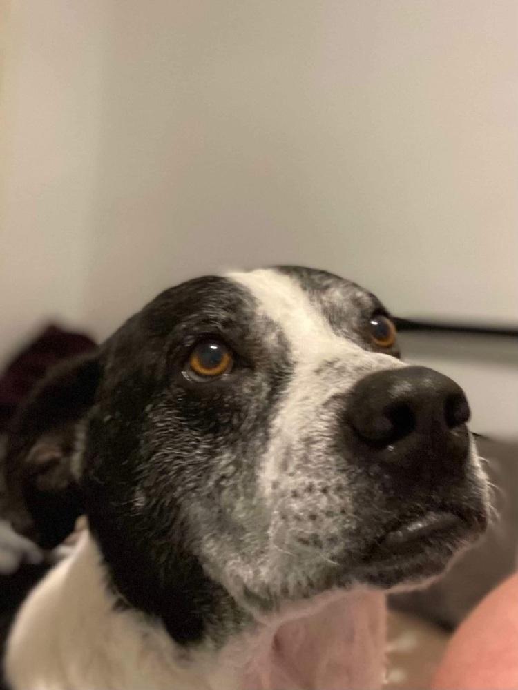 Digger, Adoptable, Adult Male Mixed Breed.