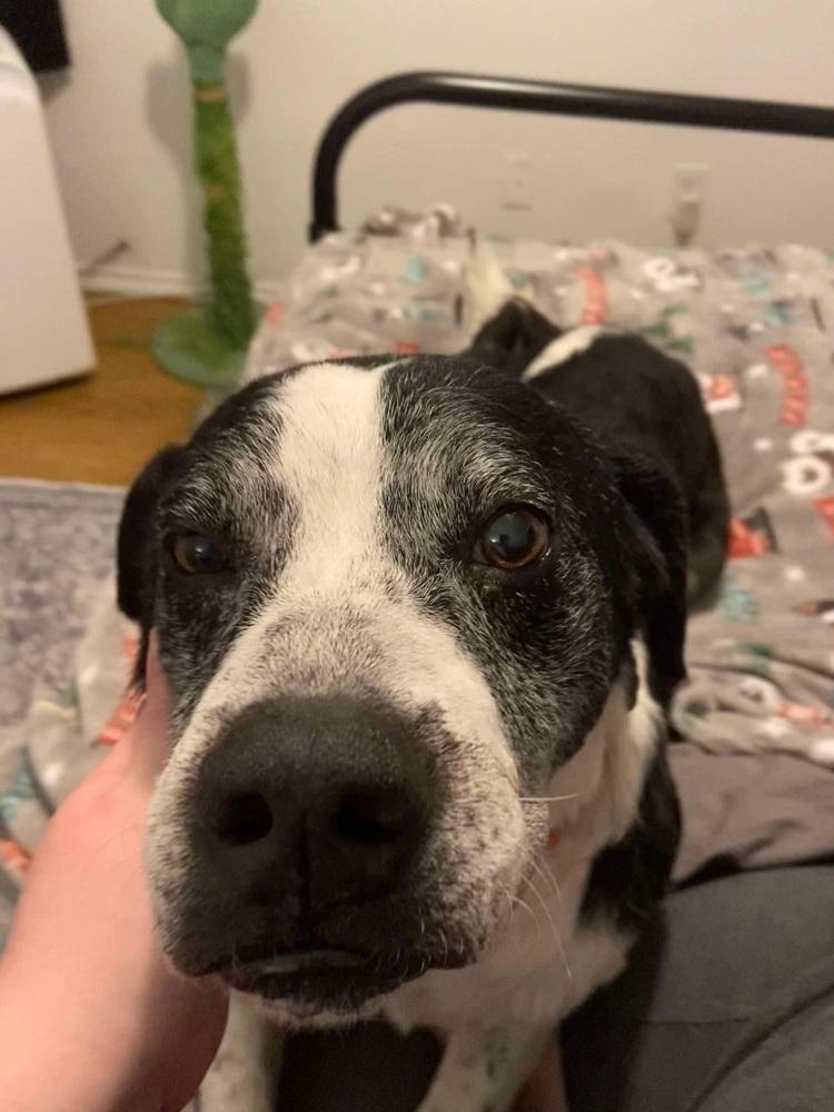 Enlarge Digger, a Adoptable mixed breed in levittown, NY image 2/6