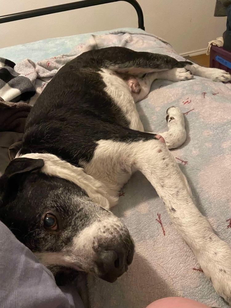 Enlarge Digger, a Adoptable mixed breed in levittown, NY image 4/6