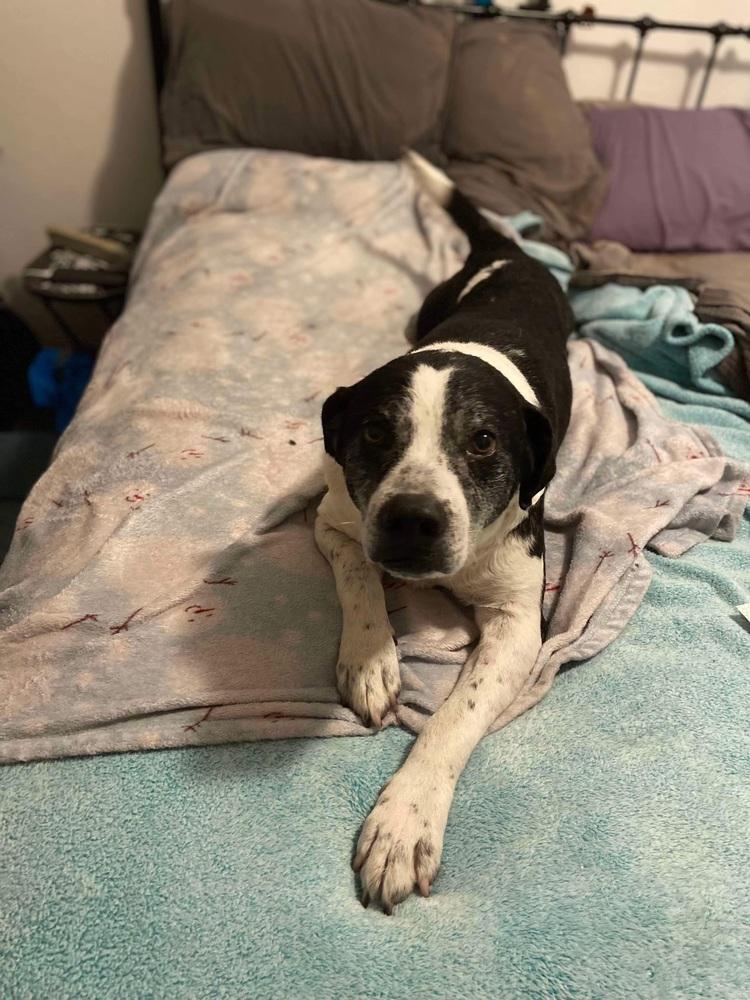 Enlarge Digger, a Adoptable mixed breed in levittown, NY image 5/6