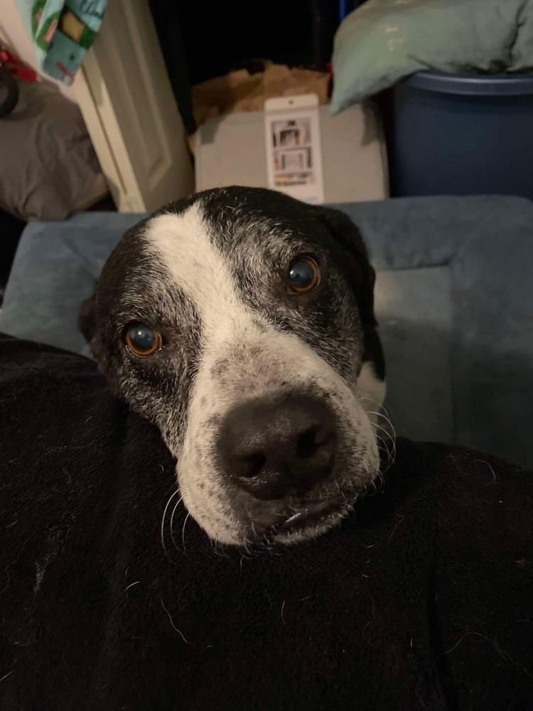 Enlarge Digger, a Adoptable mixed breed in levittown, NY image 6/6