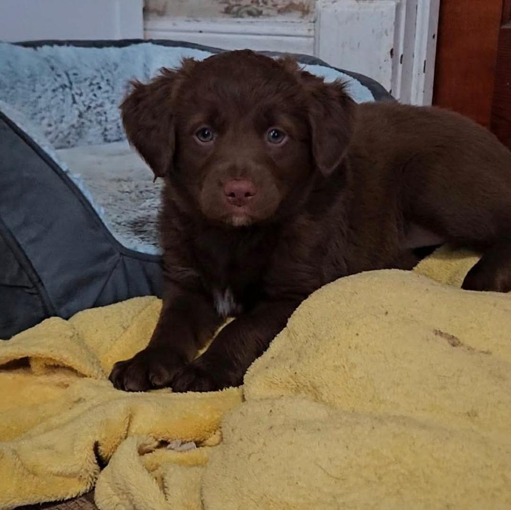 Betty, ADOPTABLE, Puppy Female Collie.