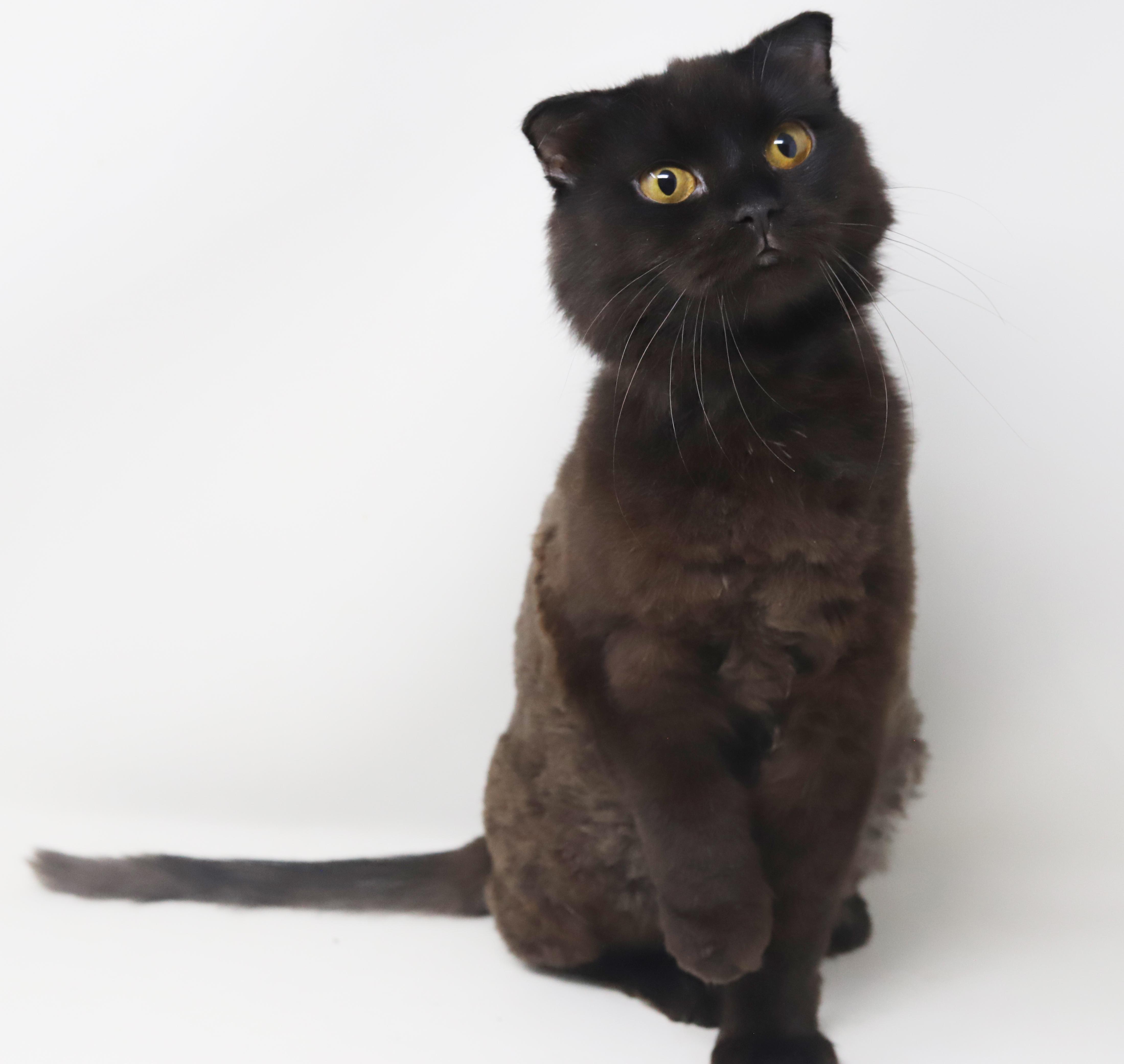 Bruce will WOW u with his beauty and sweetness!  BONDED with sis FLOOFY SCOTTISH FOLD BABY!  VIDEO!!