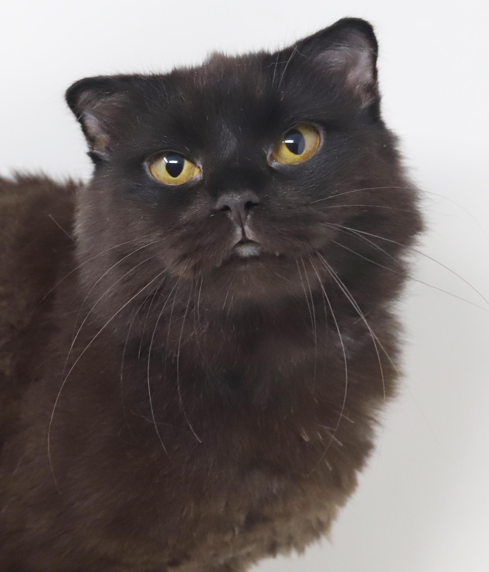 Bruce will WOW u with his beauty and sweetness!  BONDED with sis FLOOFY SCOTTISH FOLD BABY!  VIDEO!!