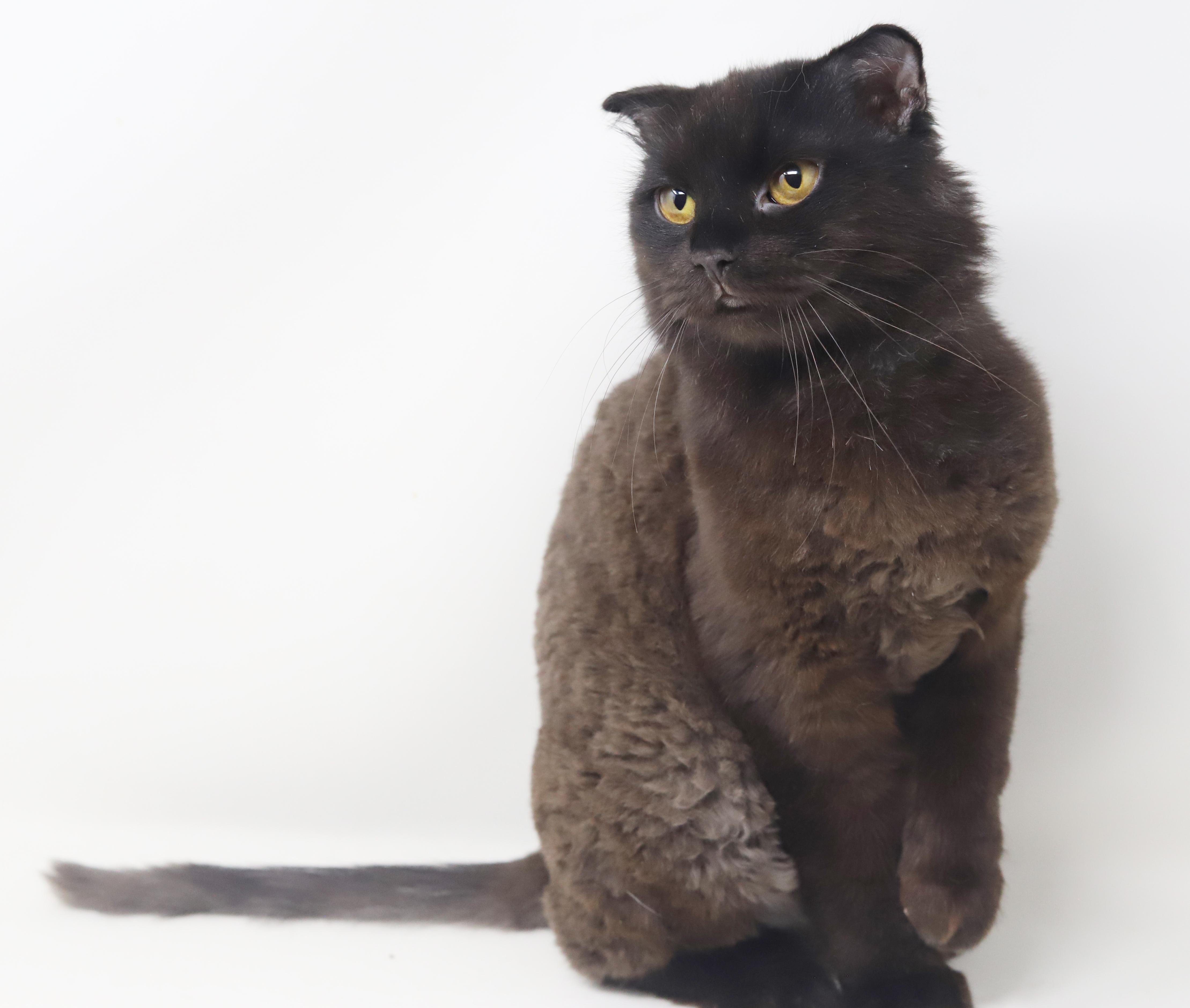 Bruce will WOW u with his beauty and sweetness!  BONDED with sis FLOOFY SCOTTISH FOLD BABY!  VIDEO!!
