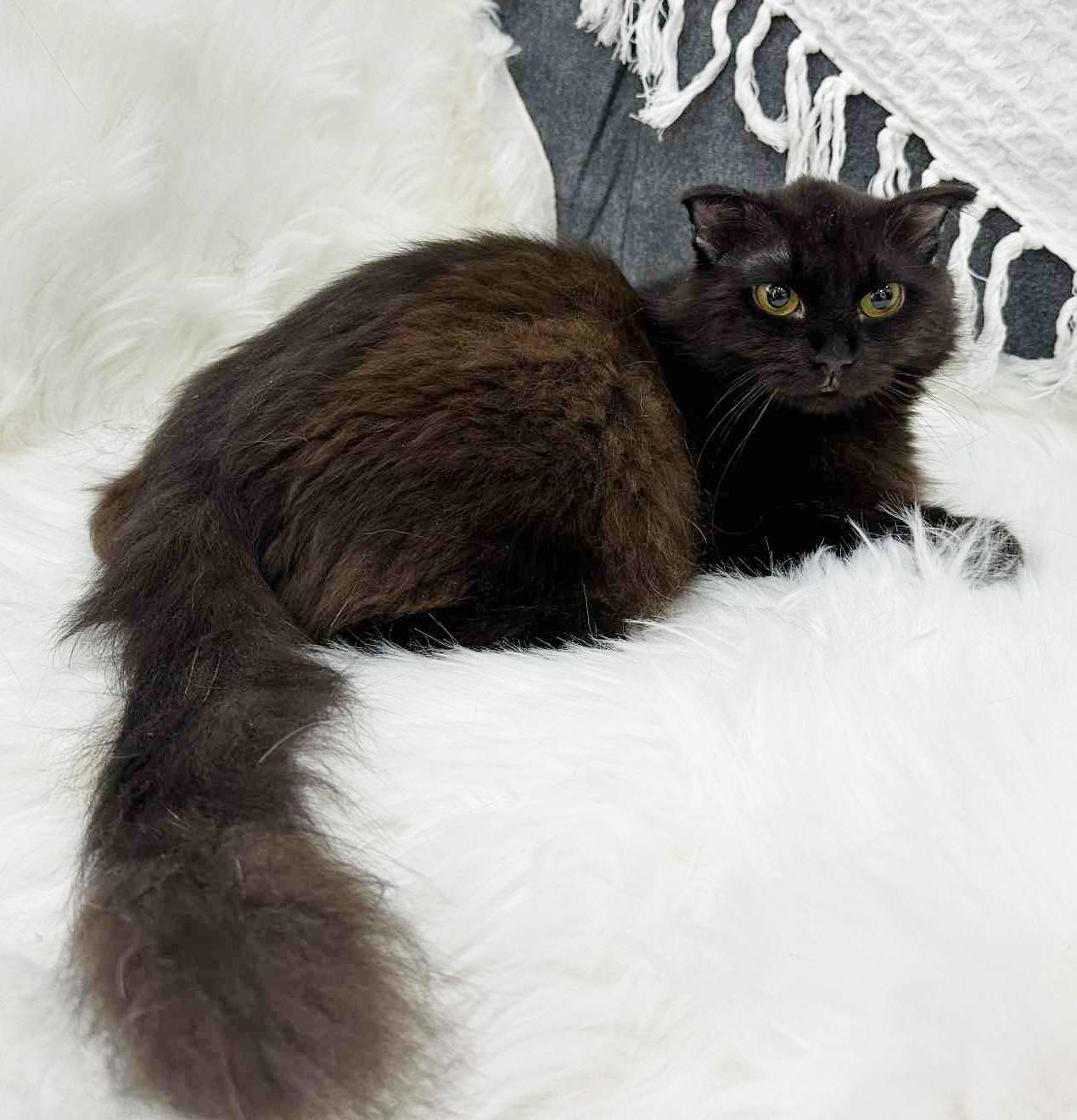 Bruce will WOW u with his beauty and sweetness!  BONDED with sis FLOOFY SCOTTISH FOLD BABY!  VIDEO!!