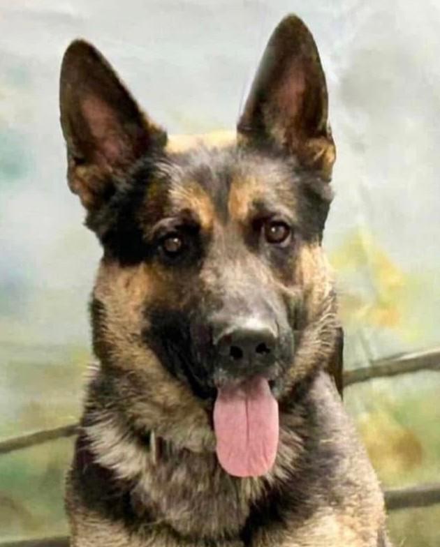 Gordo, adoptable, Young Male German Shepherd Dog.