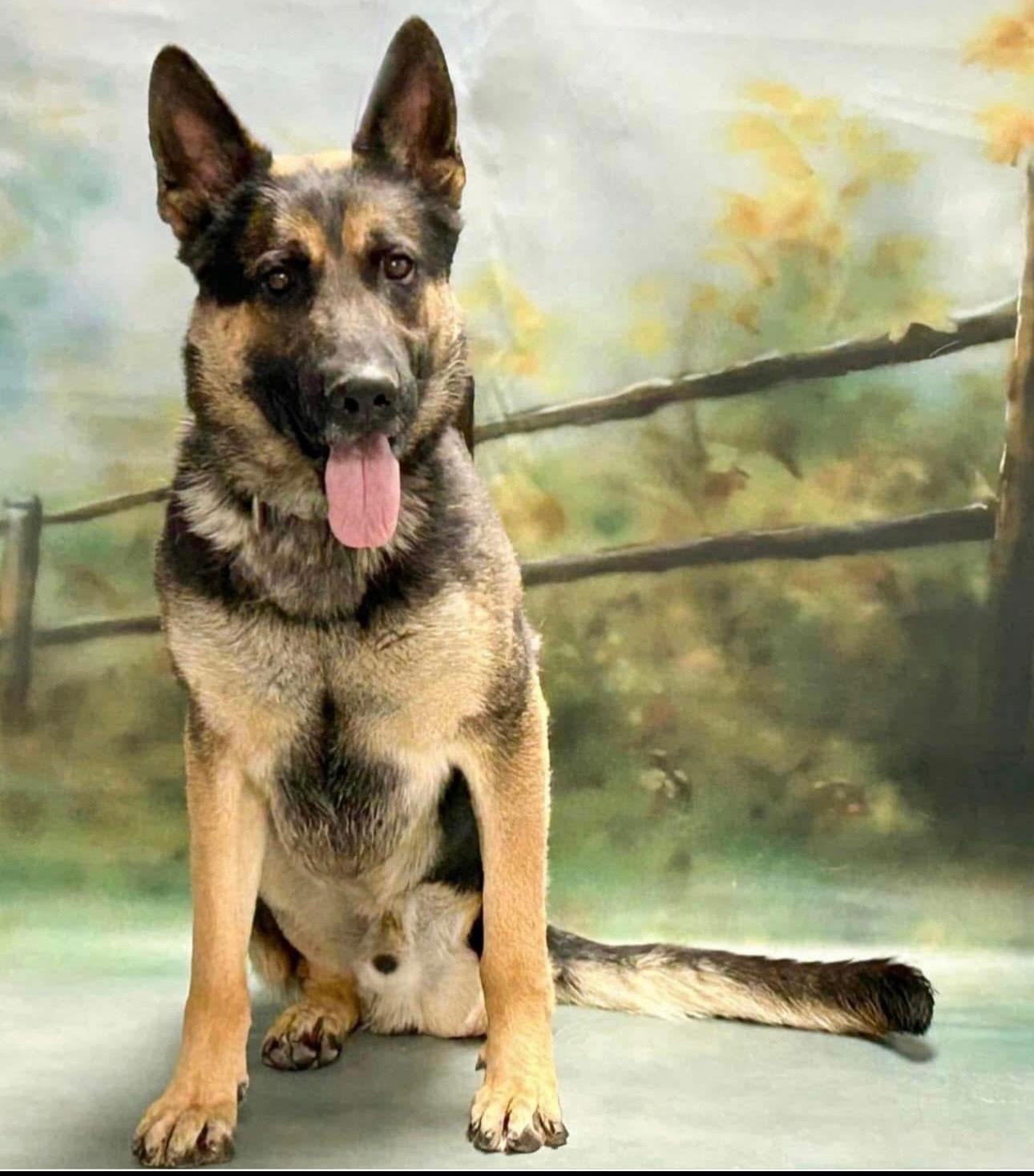 Gordo, an adoptable German Shepherd Dog in Casa Grande, AZ image 2/2