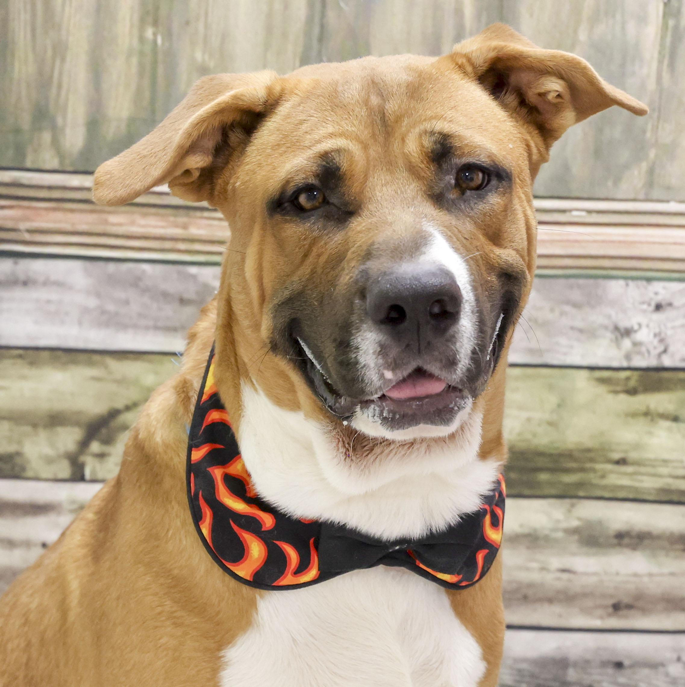 Gordo, adoptable, Young Male German Shepherd Dog.