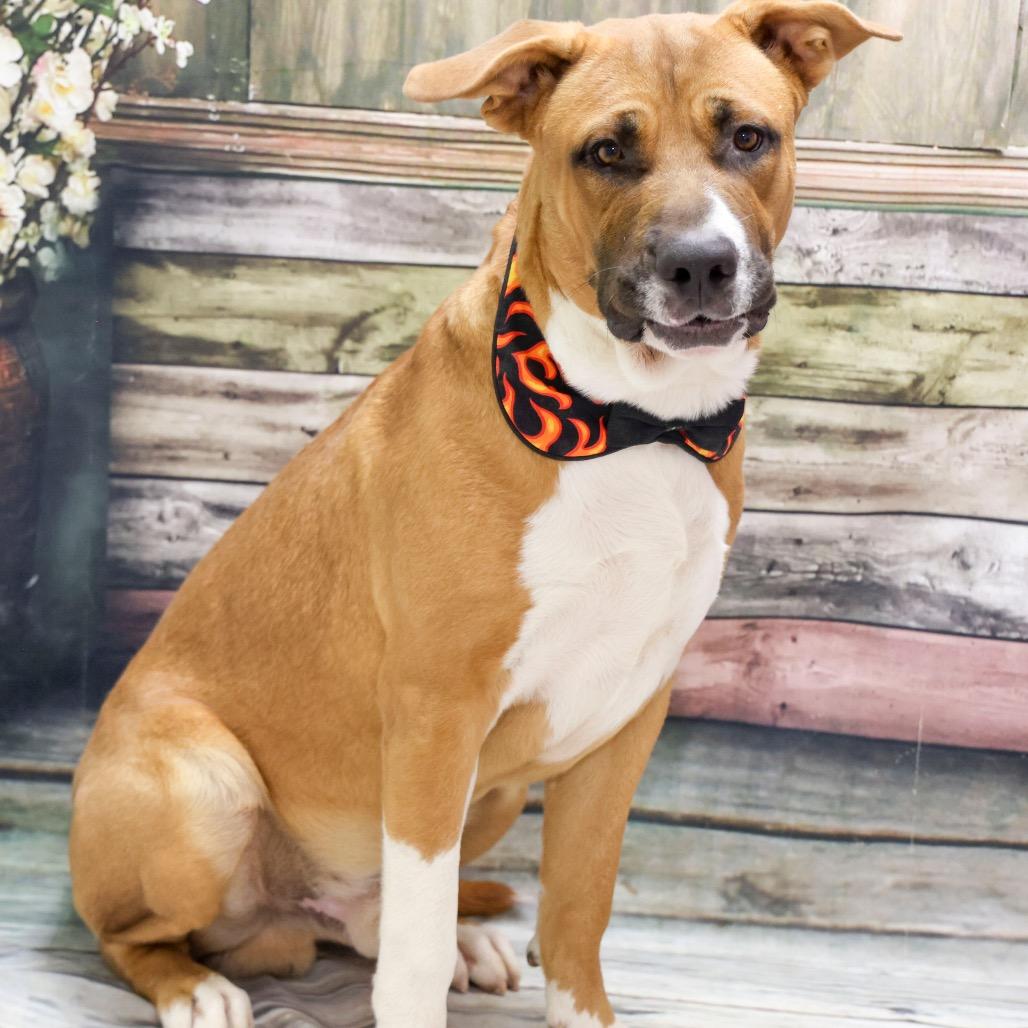 Enlarge Gordo, an adoptable mixed breed in Casa Grande, AZ image 2/2