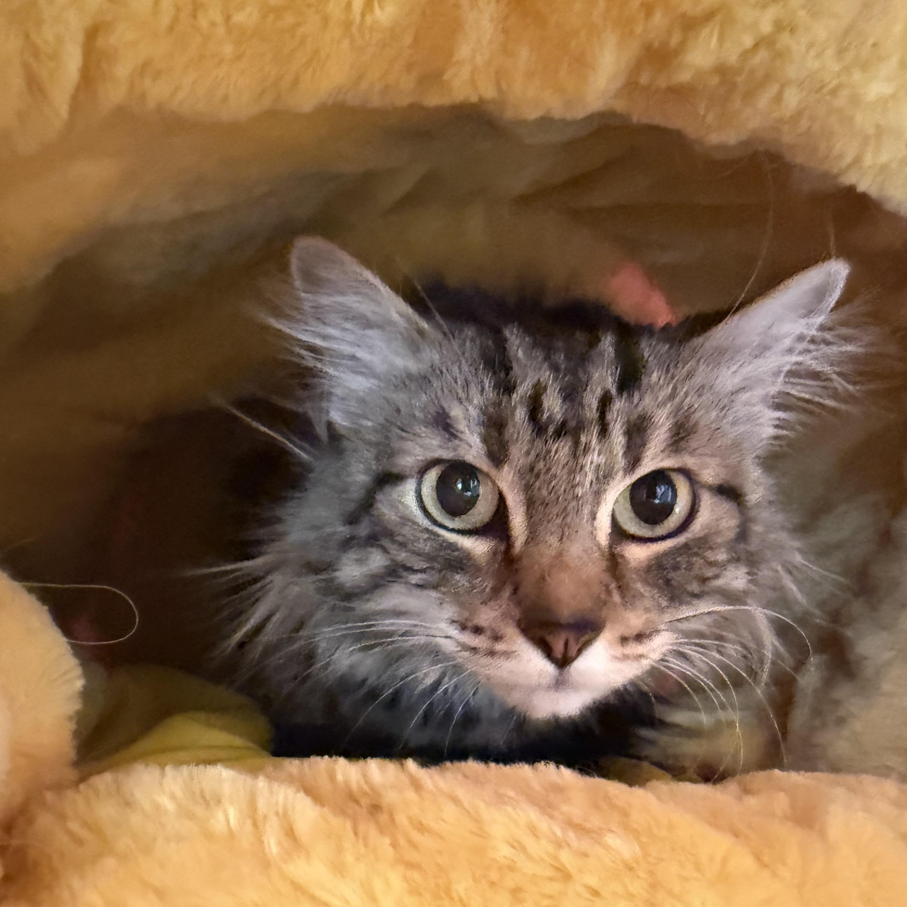 Mia, a ADOPTABLE Domestic Medium Hair in Boulder City, NV image 2/2
