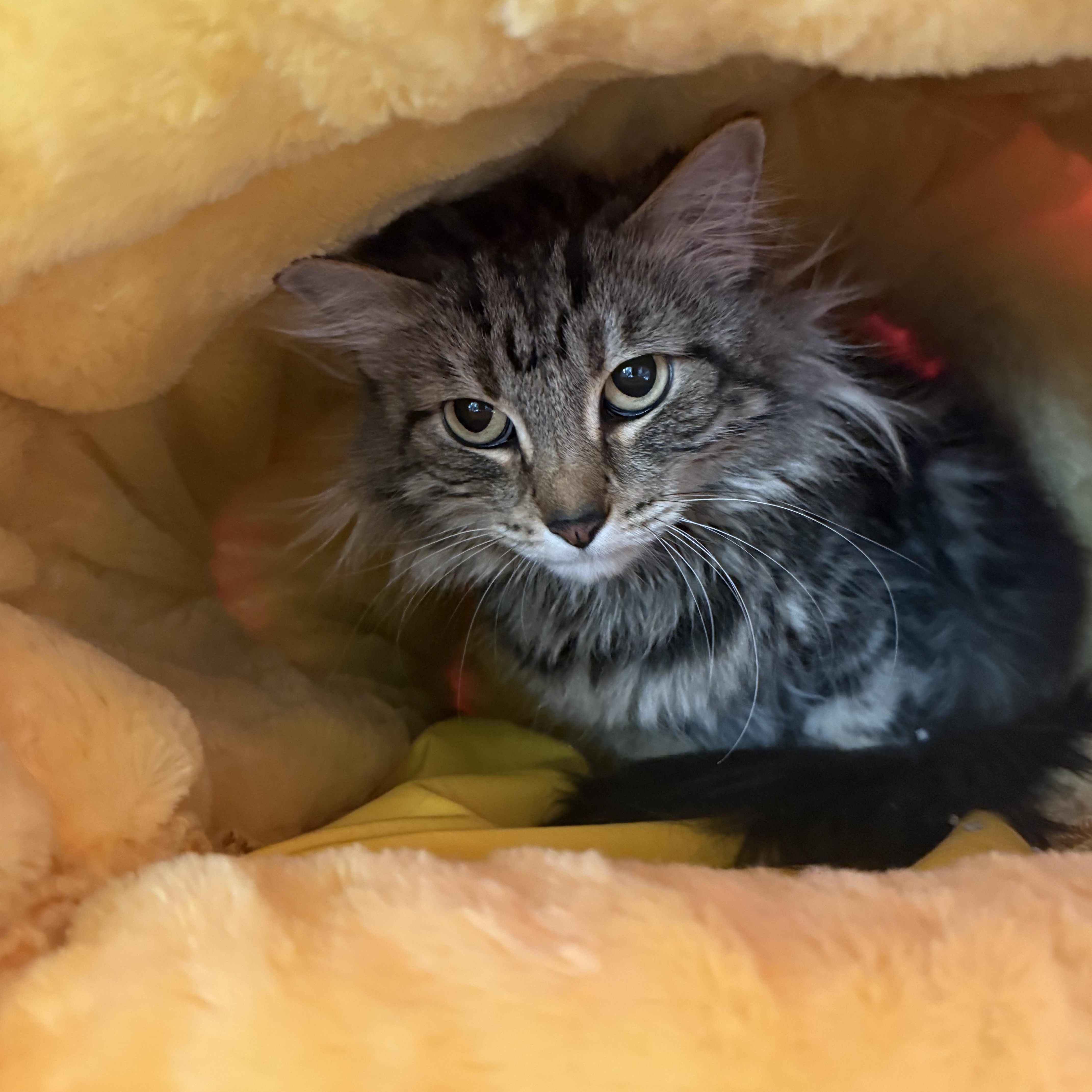 Mia, ADOPTABLE, Adult Female Domestic Medium Hair.