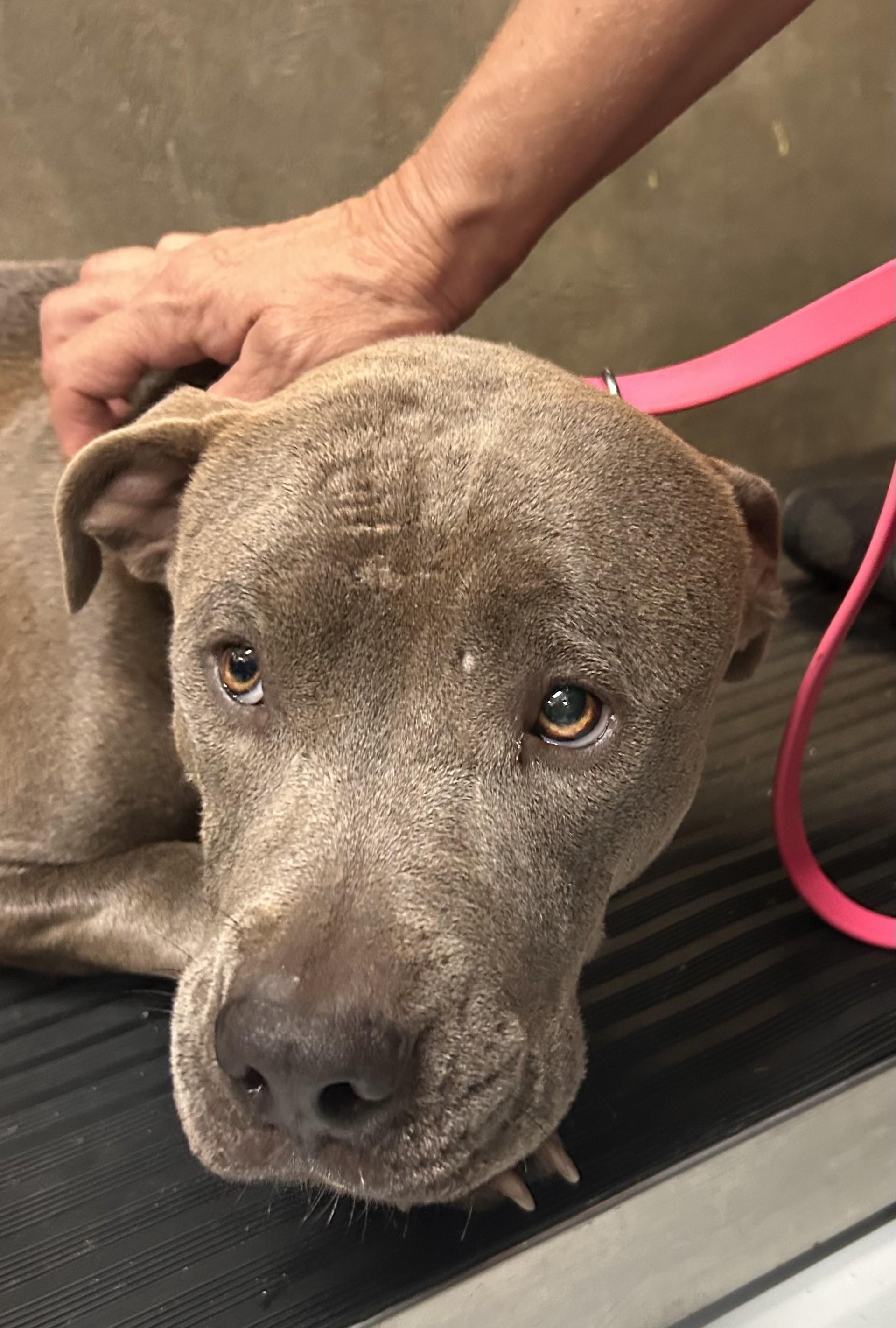 Delta, Adoptable, Young Female Mixed Breed.