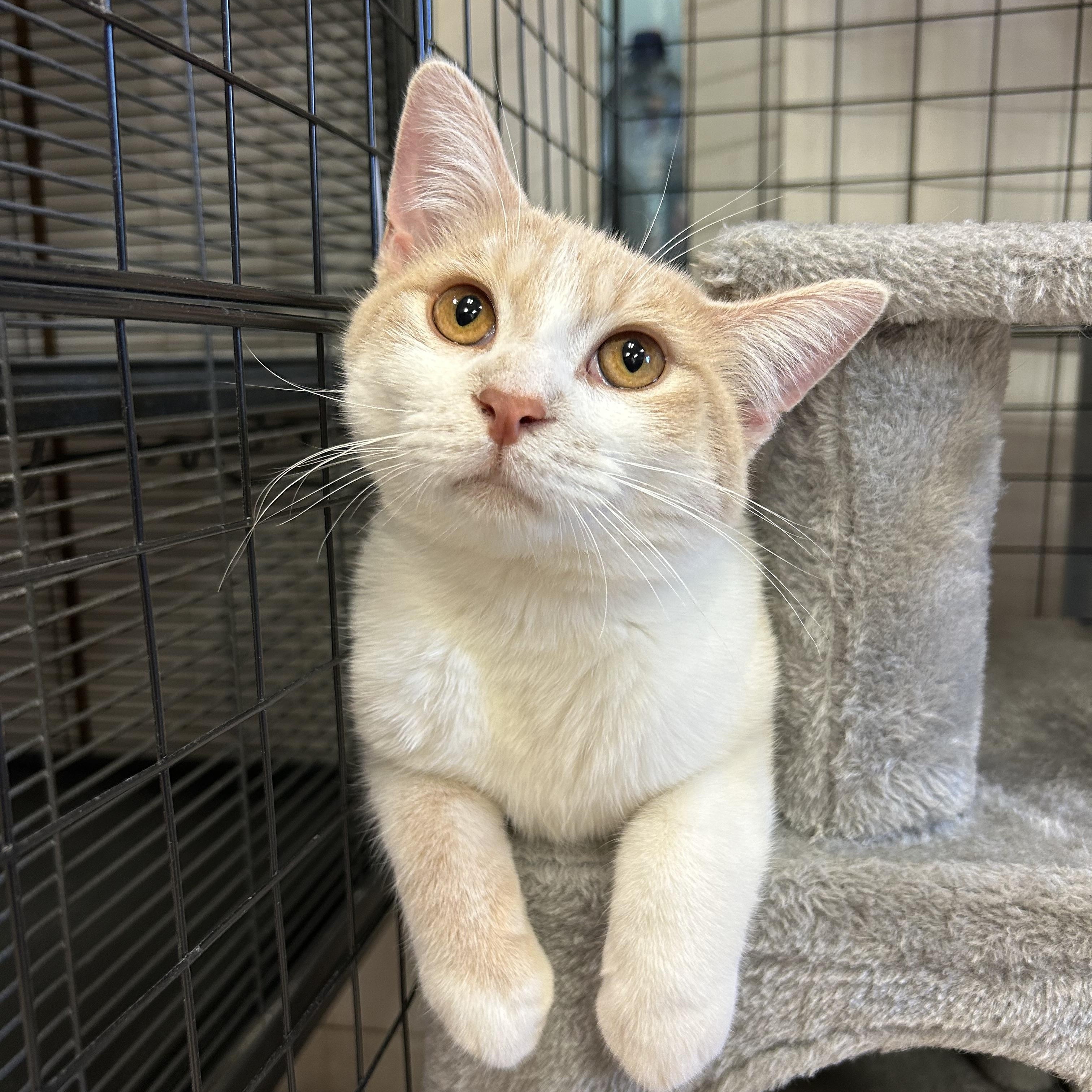 Umbrella, Adoptable, Young Male Domestic Short Hair.