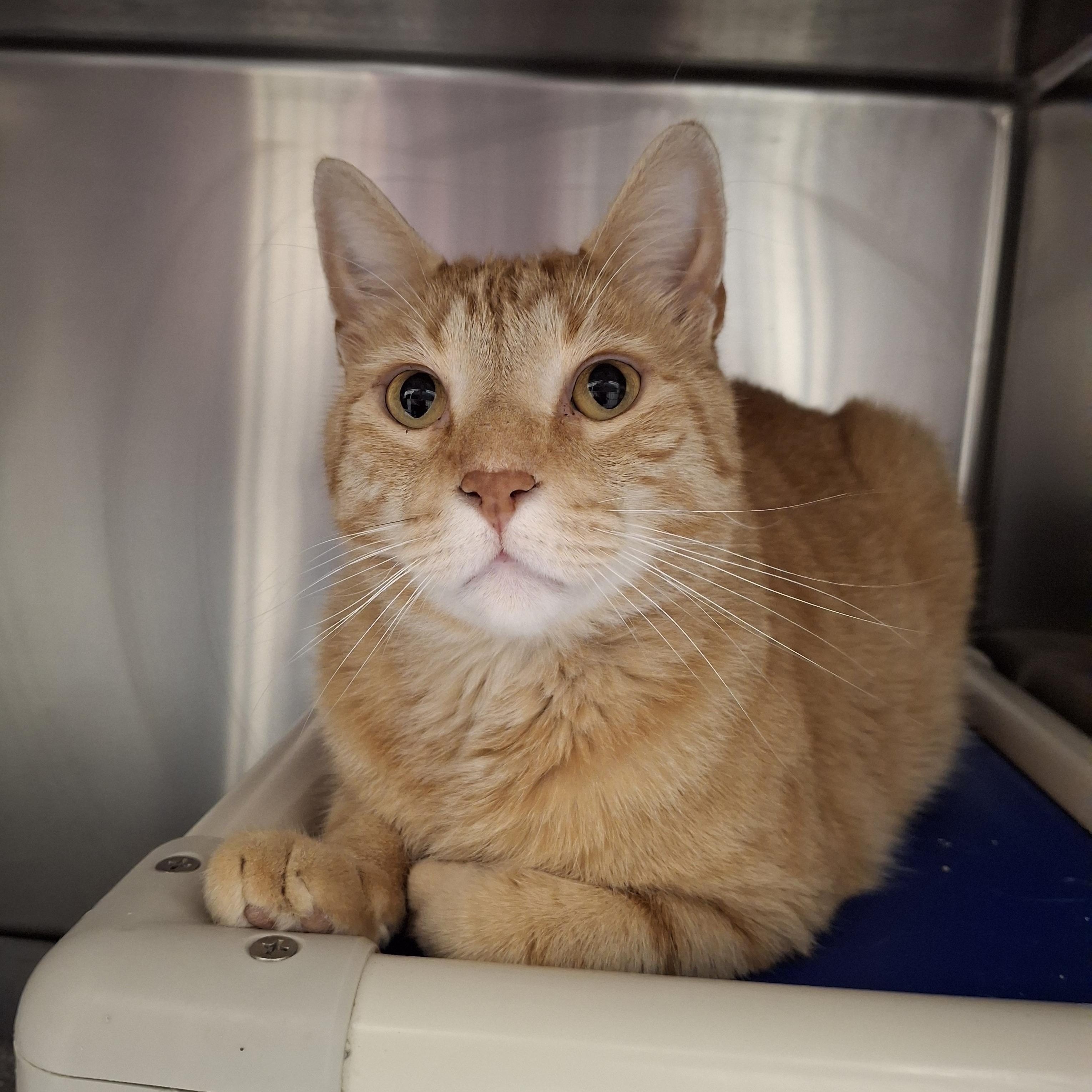 Orange Cats for Adoption: Find Your Perfect Furry Friend Today