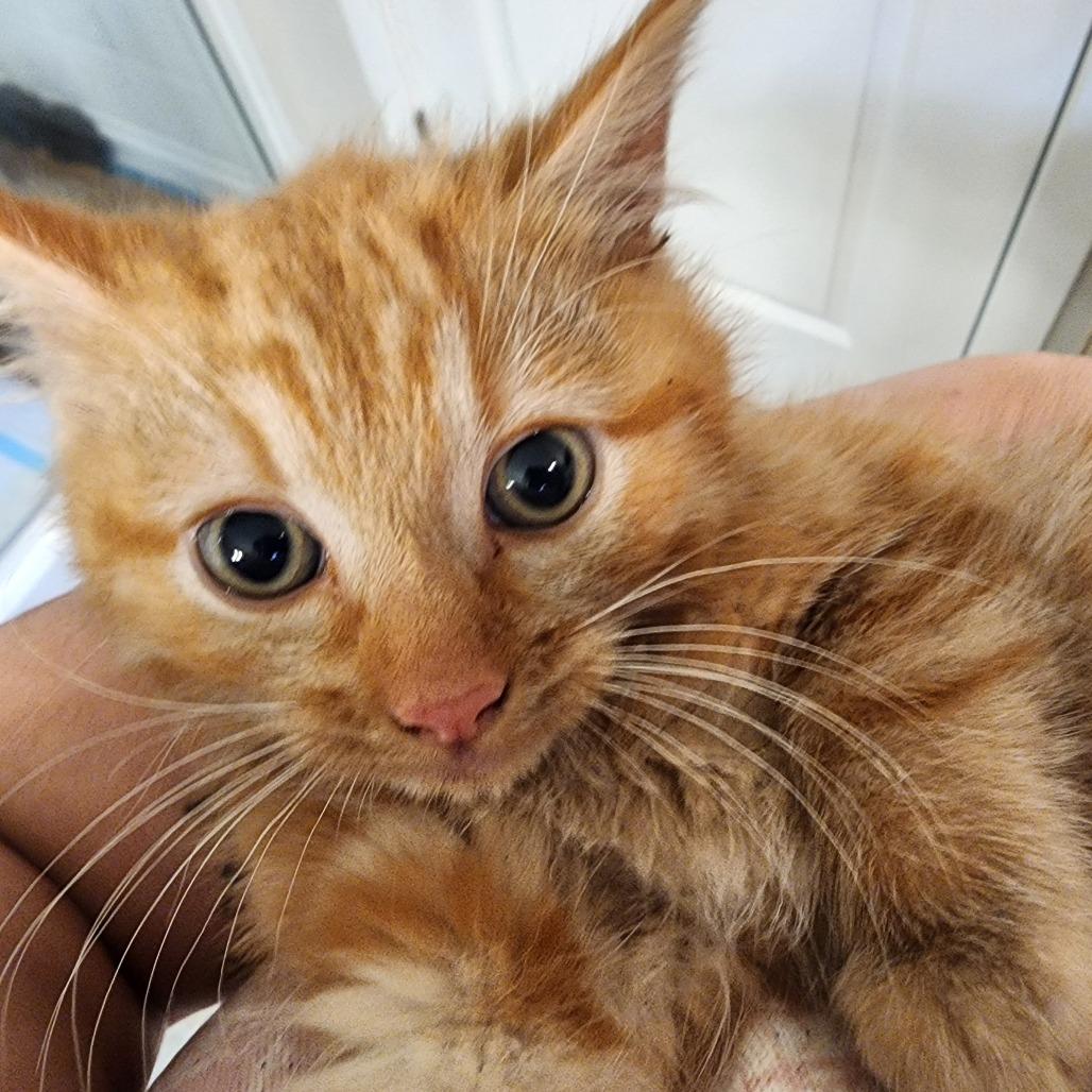 GREEN TURTLE (bonded w/Mantis Shrimp or Sand Dollar)