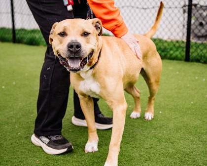 Enlarge Spencer, a Adoptable Mixed Breed in West Chester, PA image 1/3