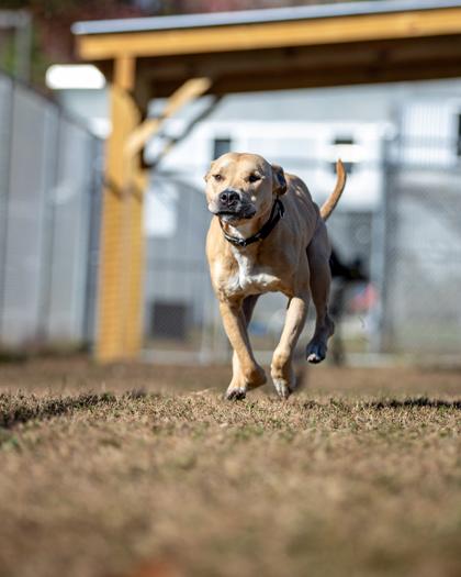 Enlarge Spencer, a Adoptable Mixed Breed in West Chester, PA image 2/3
