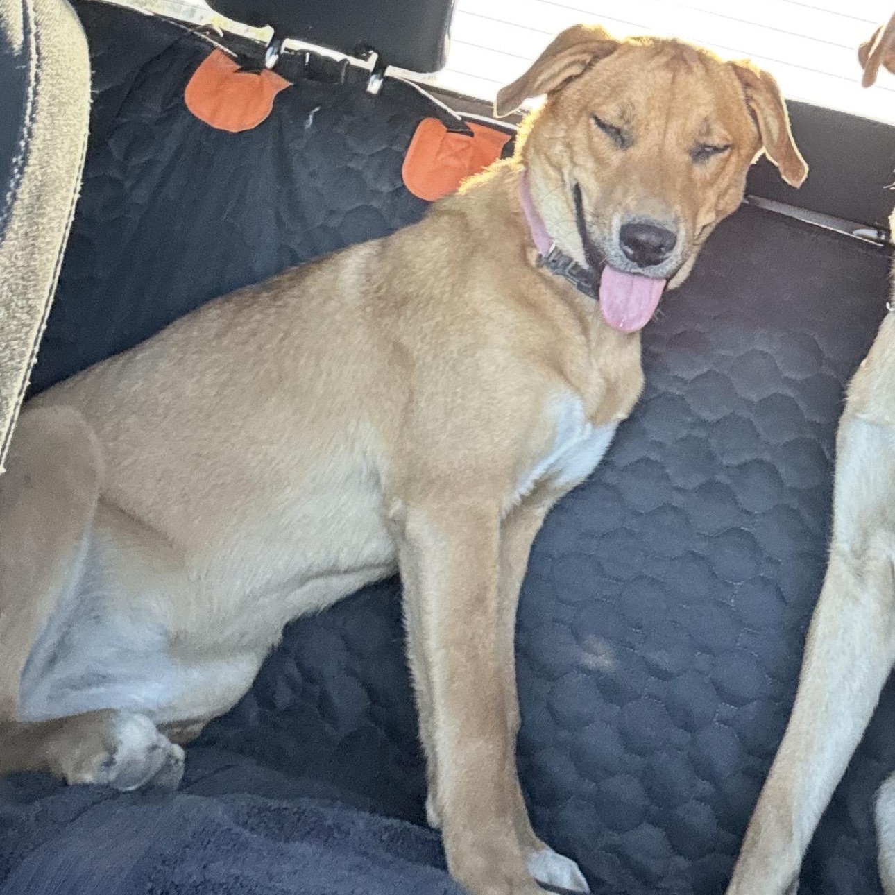 Enlarge Kiki, an adopted mixed breed in Gilbert, AZ image 2/4