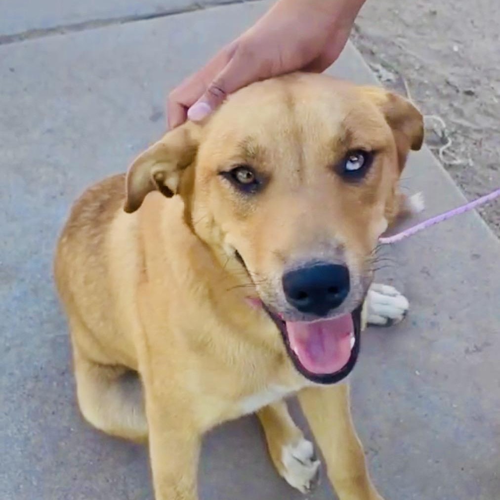 Kiki, adopted, Young Female Shepherd.