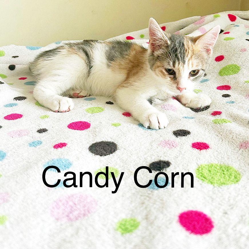 Candy Corn