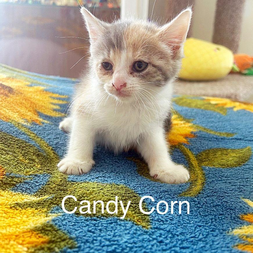 Candy Corn