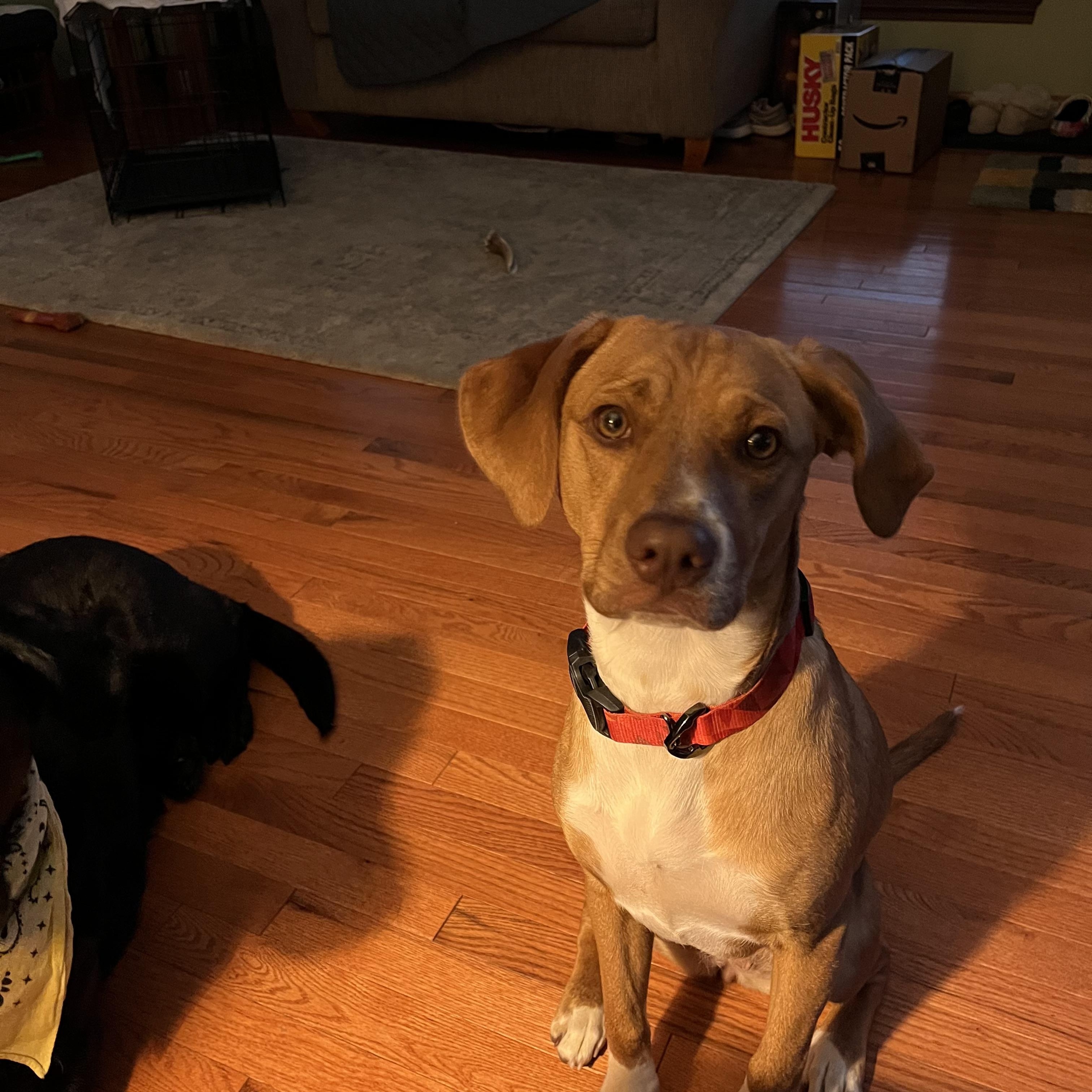 Daisy, a ADOPTABLE mixed breed in Westland, MI image 4/6