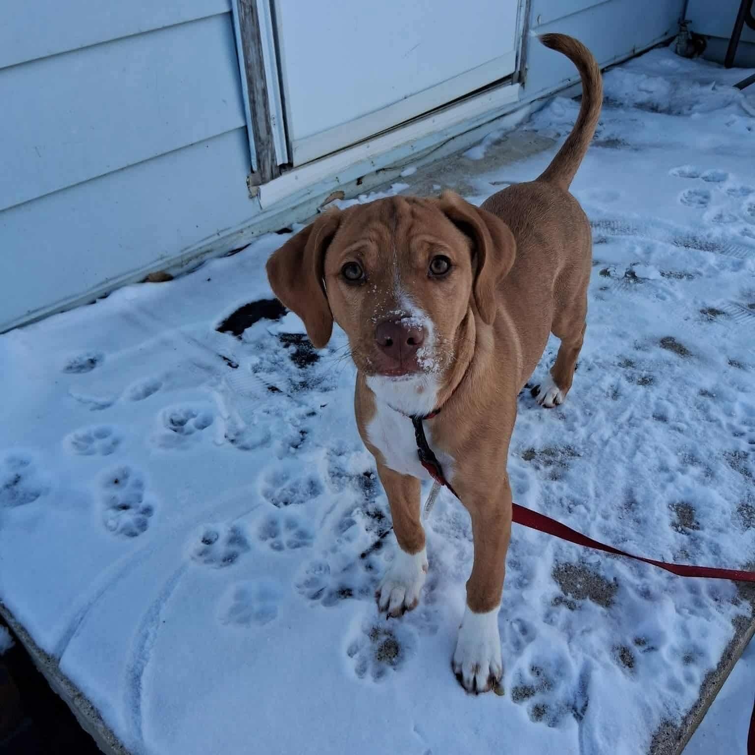 Daisy, a ADOPTABLE mixed breed in Westland, MI image 5/6