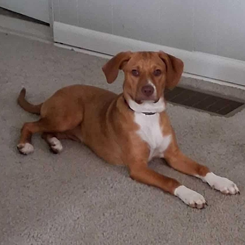 Daisy, ADOPTABLE, Puppy Female Beagle.