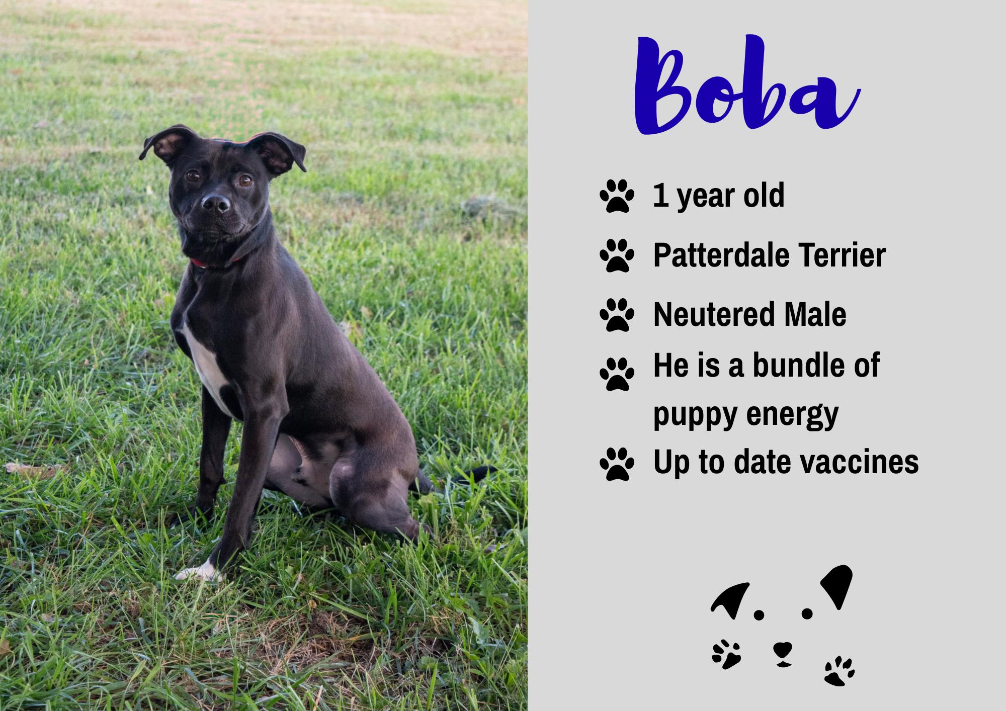 Boba, Adoptable, Young Male Patterdale Terrier / Fell Terrier.