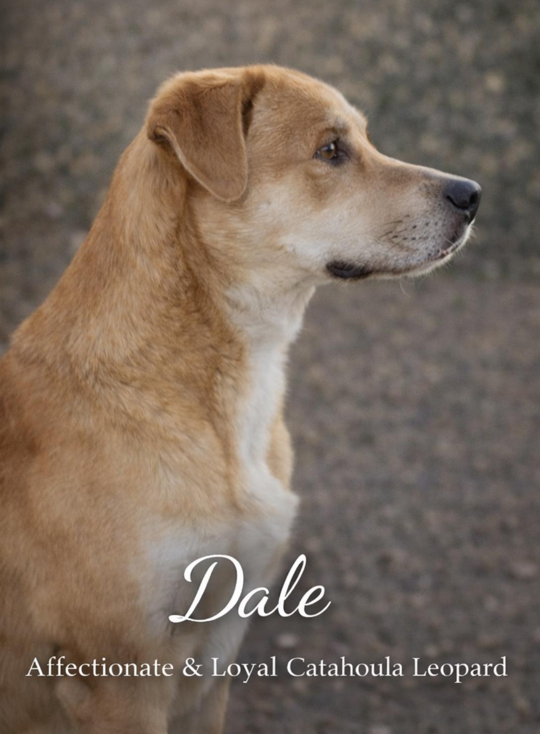 Enlarge Dale, a ADOPTABLE mixed breed in Livingston, TX image 3/3