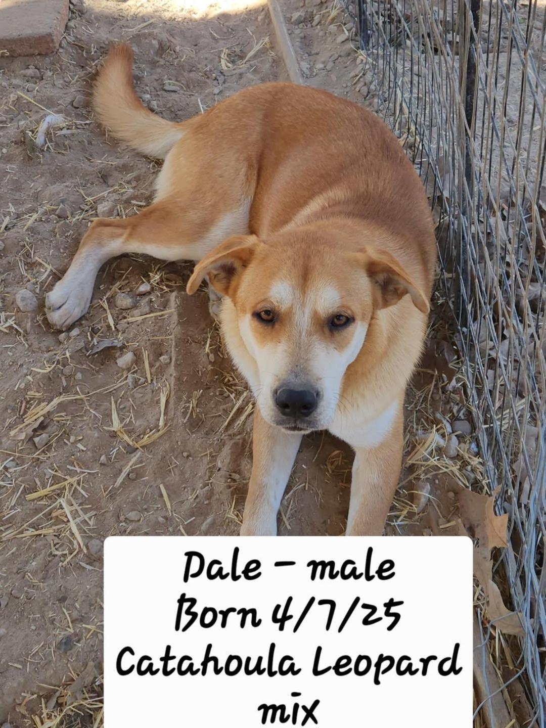 Enlarge Dale, a ADOPTABLE mixed breed in Livingston, TX image 2/3