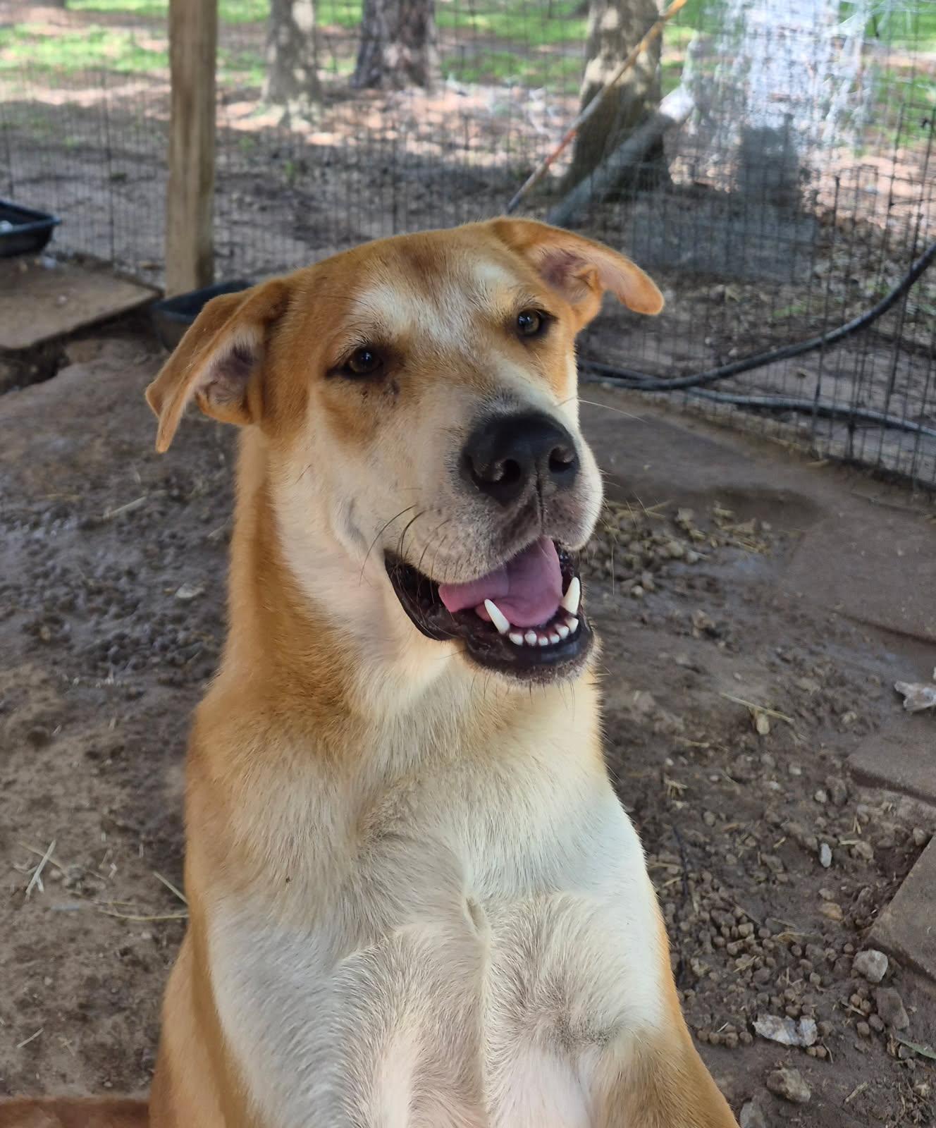 Enlarge Dale, a ADOPTABLE mixed breed in Livingston, TX image 1/2
