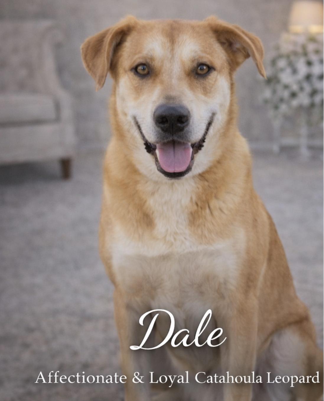 Enlarge Dale, a ADOPTABLE mixed breed in Livingston, TX image 1/3