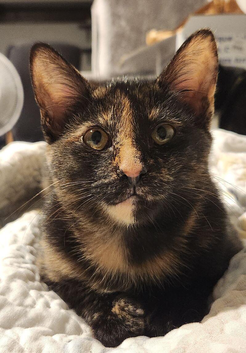 Wasabi, Adoptable, Young Female Domestic Short Hair.