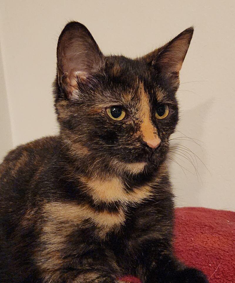 Wasabi, a Adoptable Domestic Short Hair in Grand Rapids, MI image 2/6